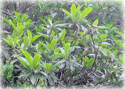 無農薬 枇杷の葉（びわの葉） 300g（枇杷の生葉30枚～40枚） 【長崎
