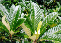 無農薬 枇杷の葉（びわの葉） 300g（枇杷の生葉30枚～40枚） 【長崎