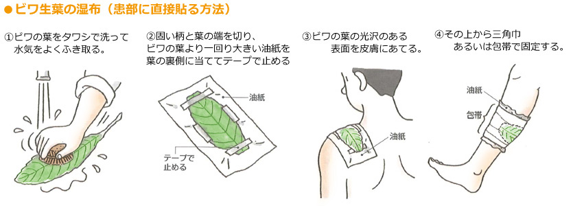 ビワ生葉の湿布
