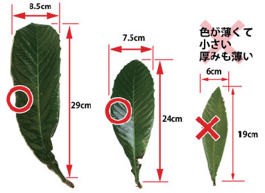 無農薬 枇杷の葉（びわの葉） 300g（枇杷の生葉30枚～40枚） 【長崎