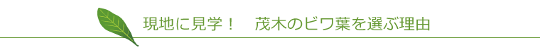 茂木のビワ葉を選ぶ理由