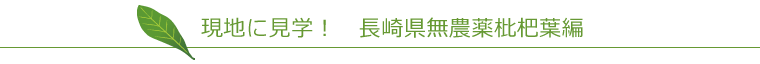 現地に見学！　長崎県無農薬枇杷葉編