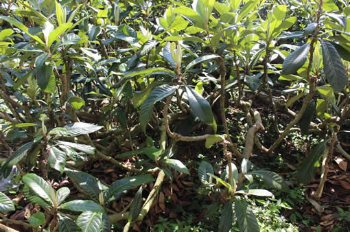 無農薬 枇杷の葉（びわの葉） 100g 【長崎・大分県産】 | 枇杷を使った