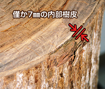 内部樹皮